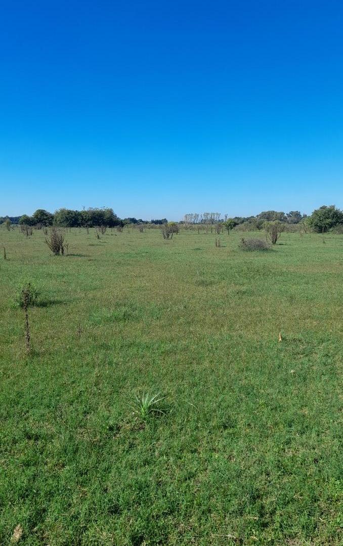 Foto de VENTA CAMPO 7 Ha. APTO DESARROLLADORES, con zonificacion residencial, imagen 1