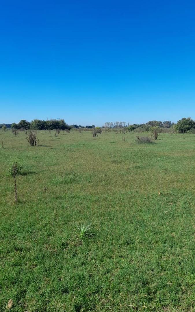 Foto de VENTA CAMPO 7 Ha. APTO DESARROLLADORES, con zonificacion residencial, imagen 4