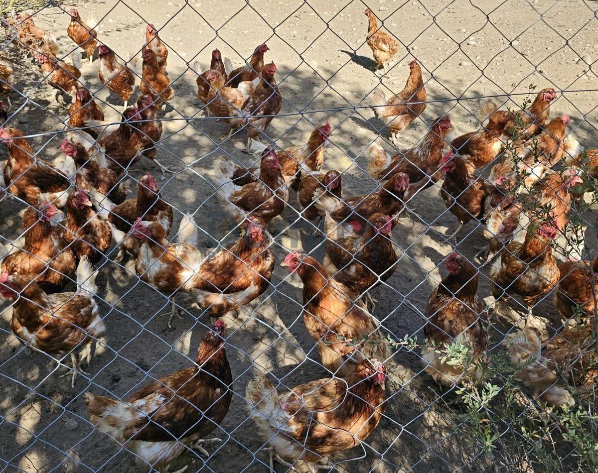 Campo con Gran Potencial en Venta a 5 Minutos de Bolson - Los Repollos 2