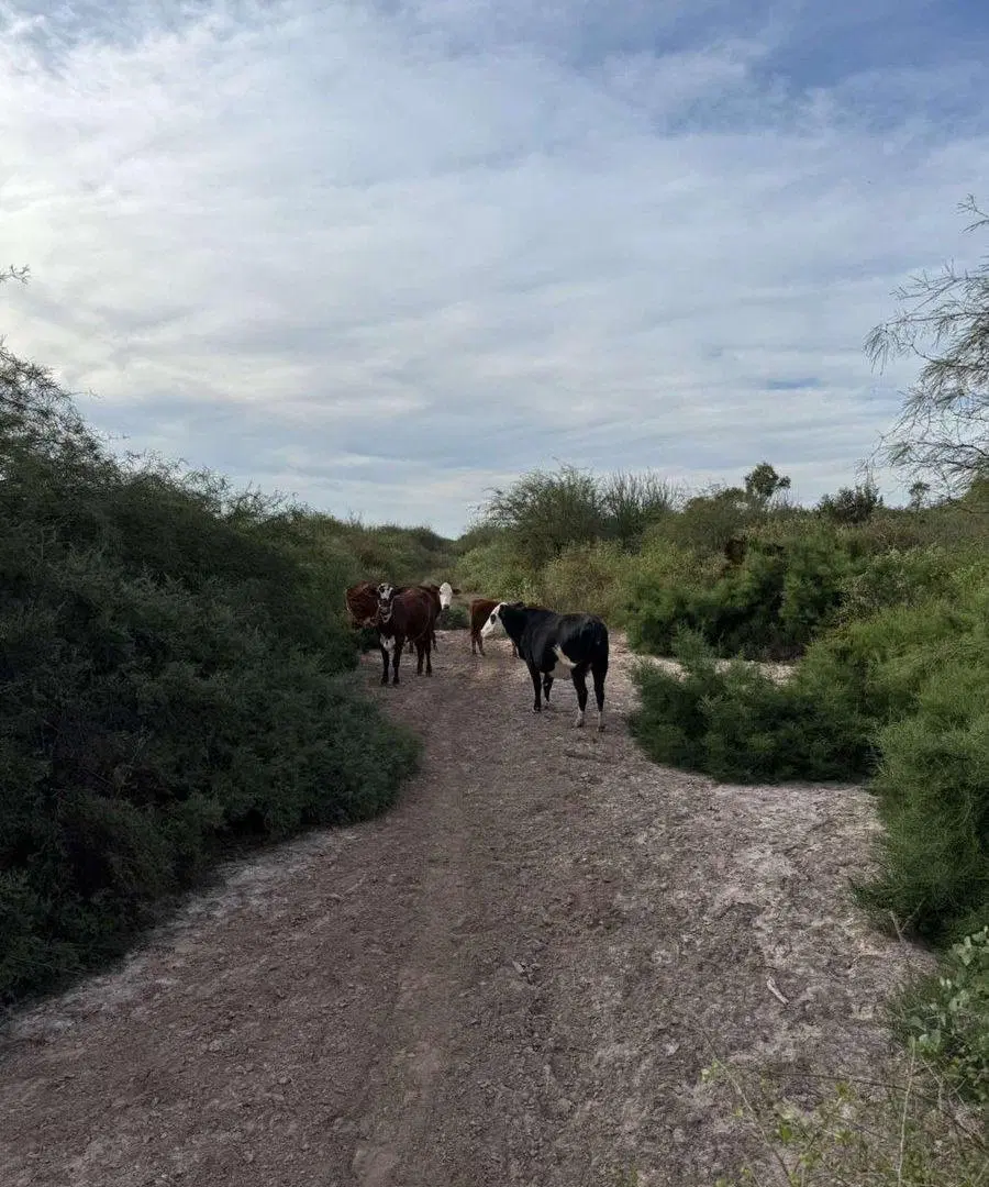 VENTA DE CAMPO EN FERNANDEZ - SANTIAGO DEL ESTERO 4