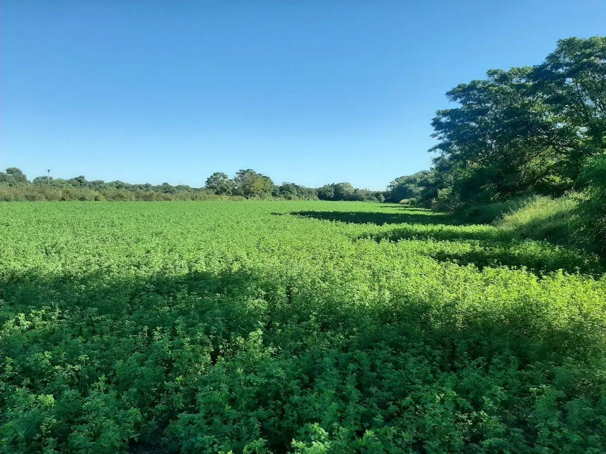 CAMPO EN VENTA SURI POZO - SANTIAGO DEL ESTERO 2