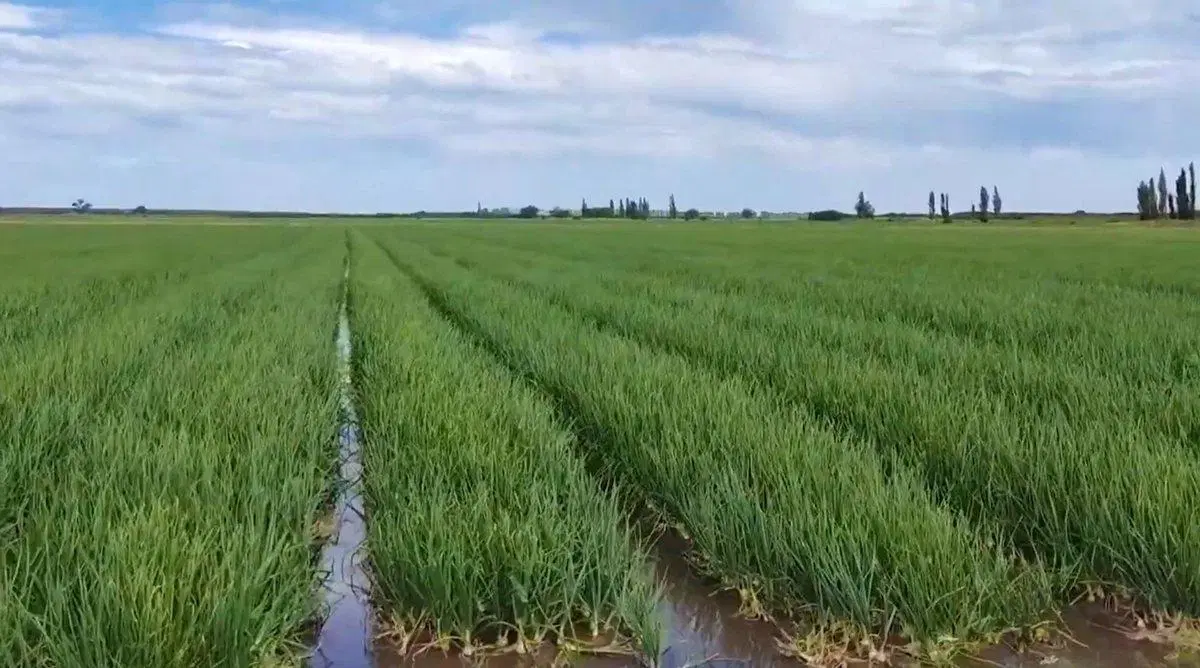 Venta de Campo Departamento Robles 448 hectáreas 3