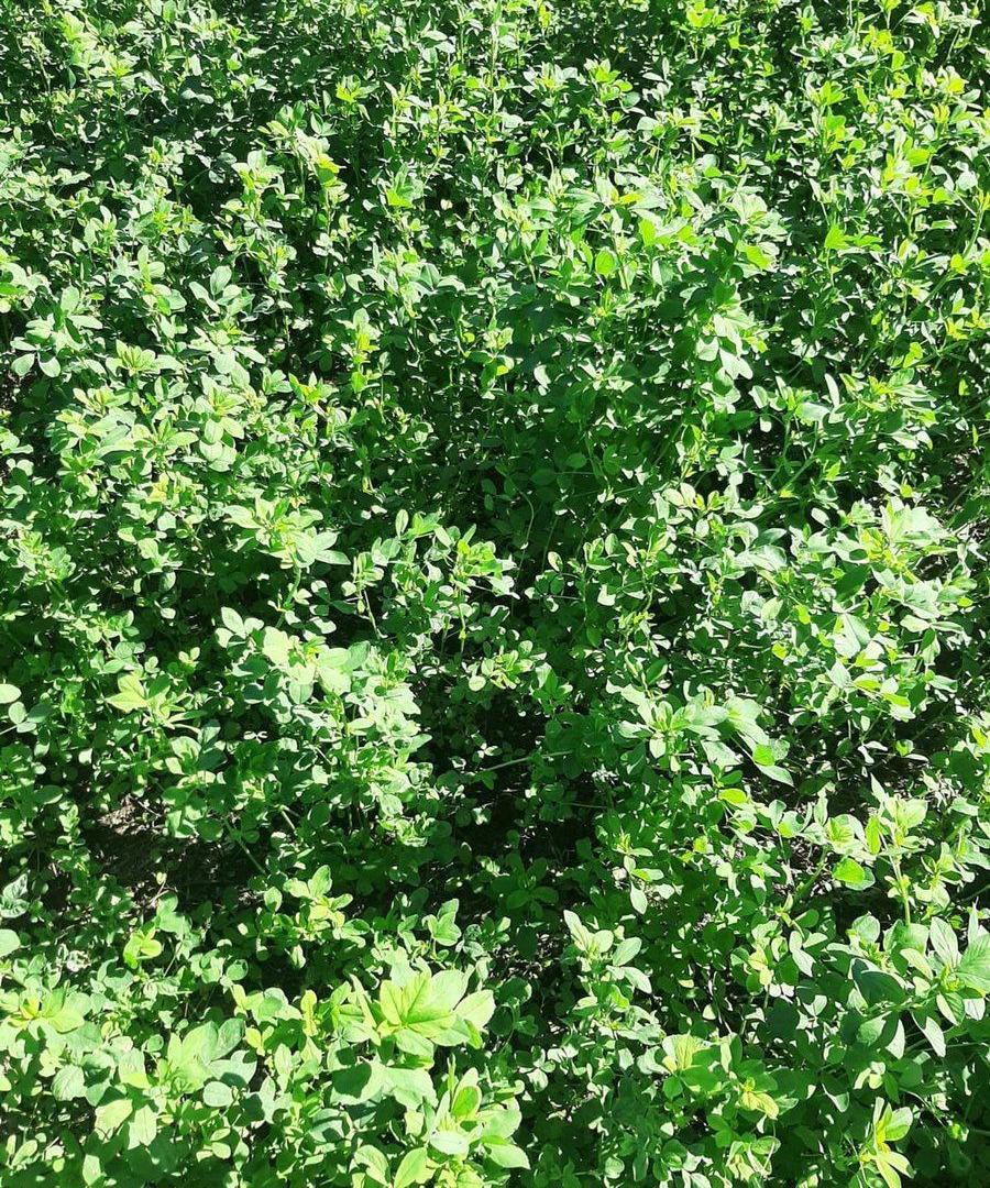 Foto de CAMPO EN VENTA SURI POZO - SANTIAGO DEL ESTERO, imagen 3