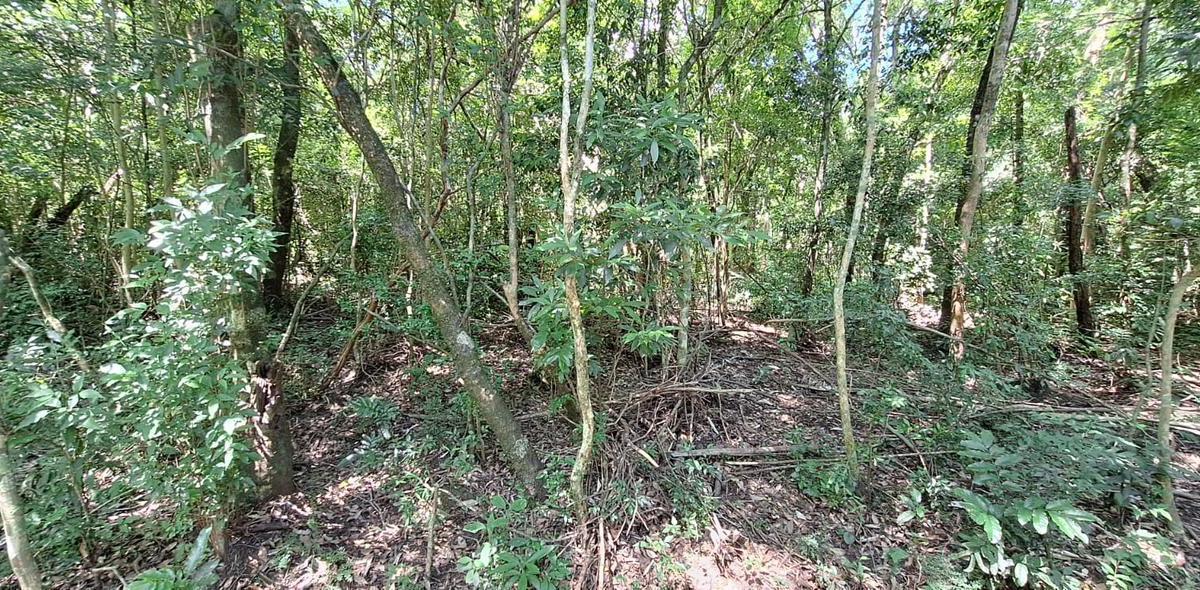 Foto de Campo en venta de 80 hs en Apóstoles Misiones, imagen 5