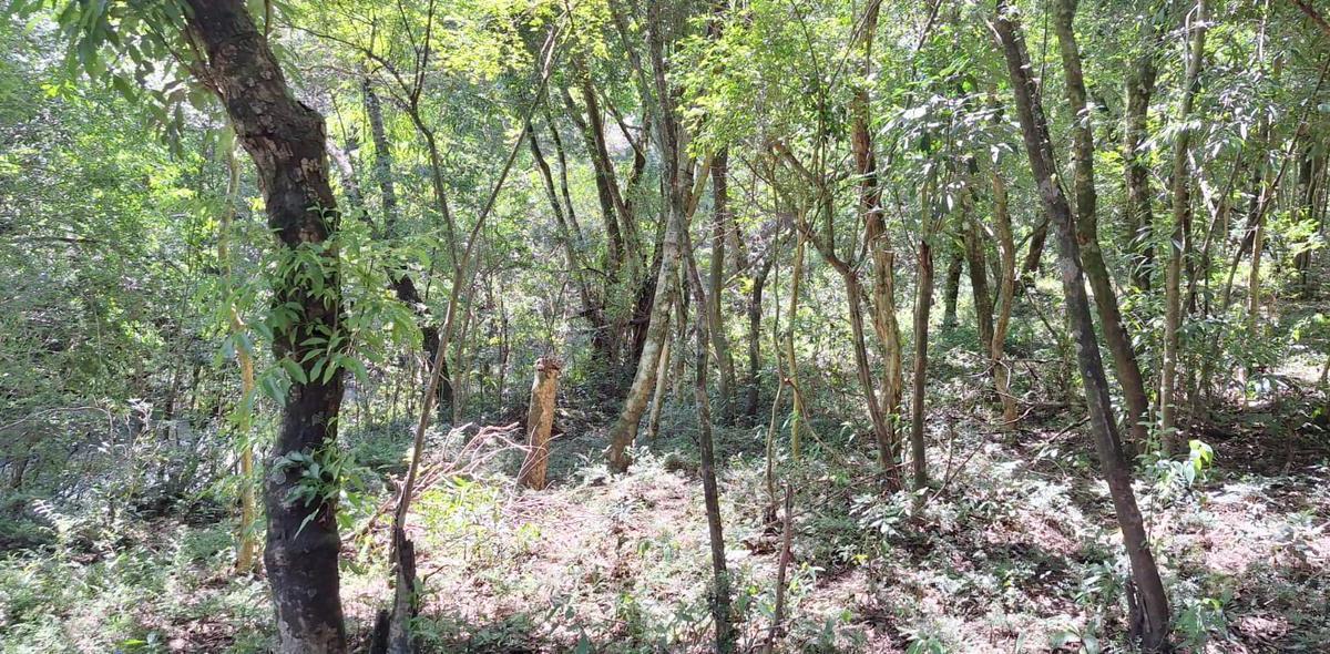 Foto de Campo en venta de 80 hs en Apóstoles Misiones, imagen 3