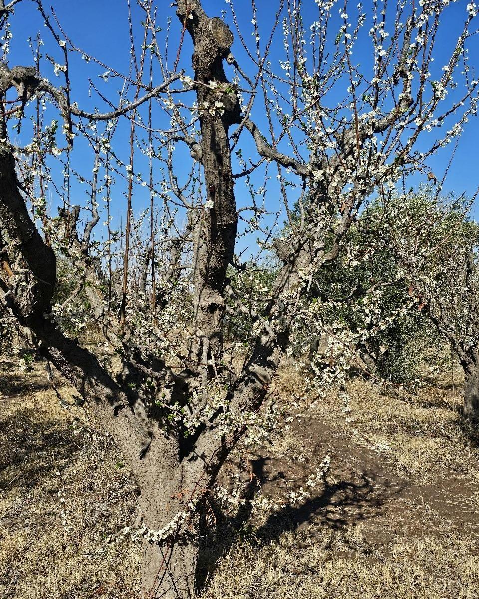 Finca 21 Ha Beltran 3