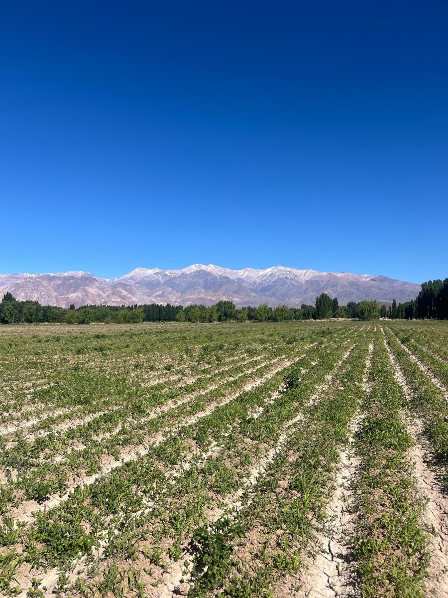 Foto de FINCA EN VENTA USPALLATA, imagen 4