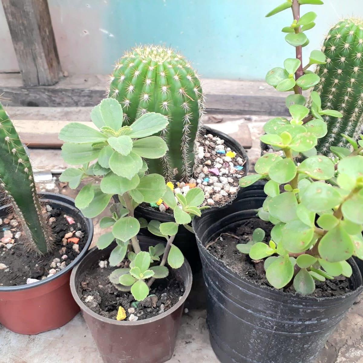 Foto de Venta de Fondo de Comercio de Agronomía con Veterinaria en Miramar en, imagen 2
