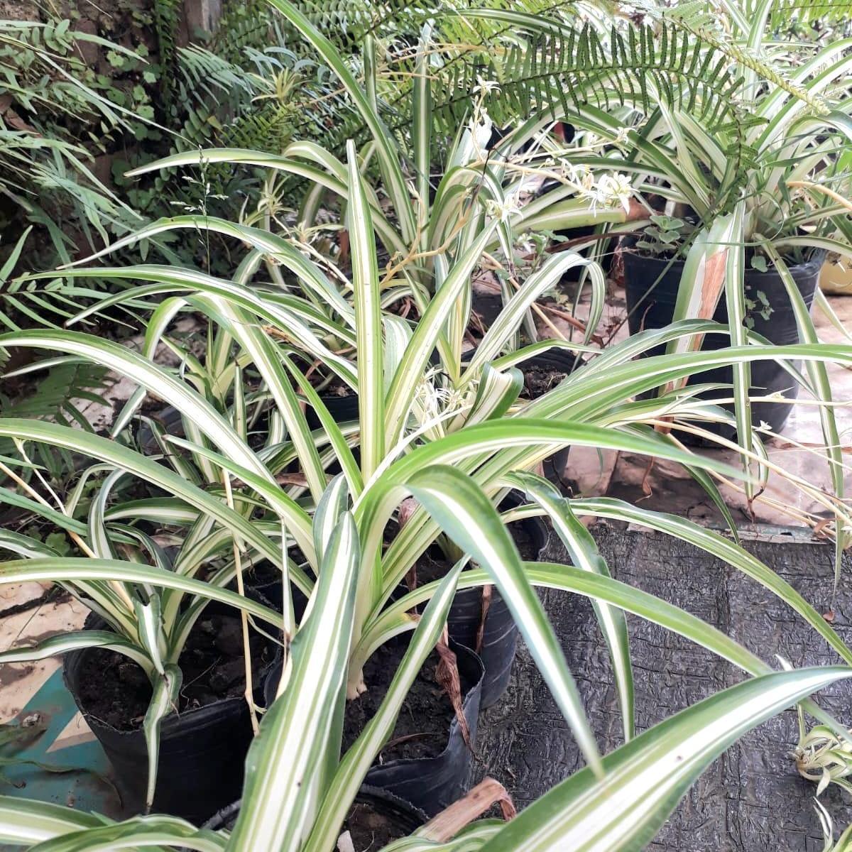 Foto de Venta de Fondo de Comercio de Agronomía con Veterinaria en Miramar en, imagen 3