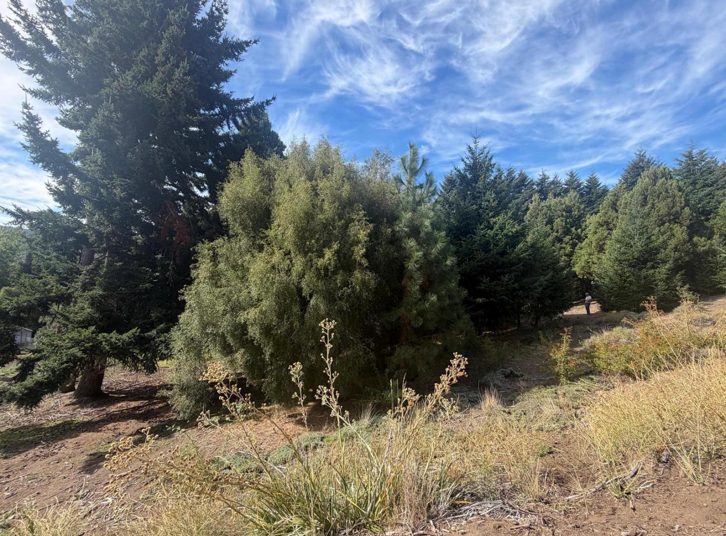 Foto de Terreno en Potrero Alto, imagen 3