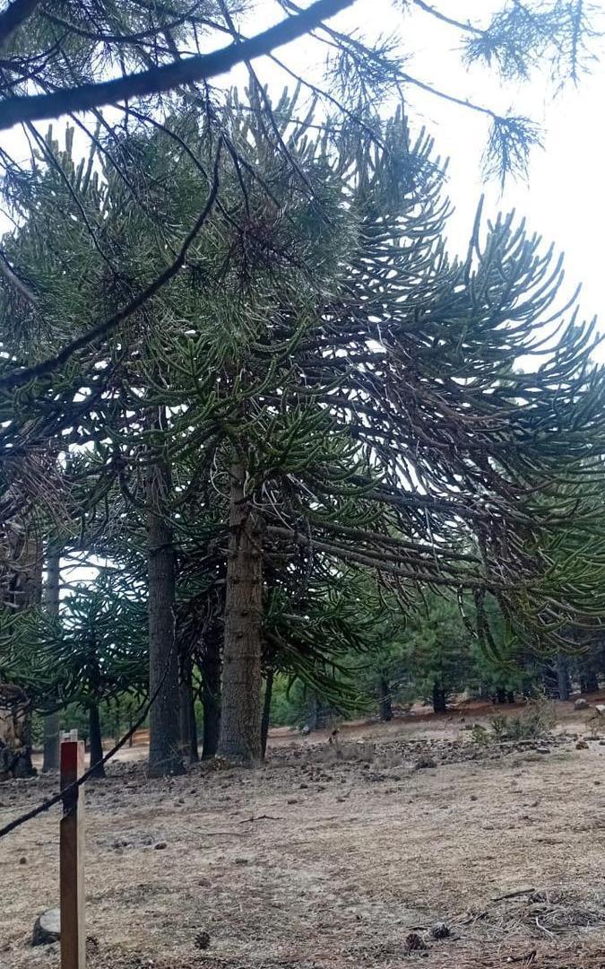 Foto de Terreno en Villa Pehuenia, imagen 1