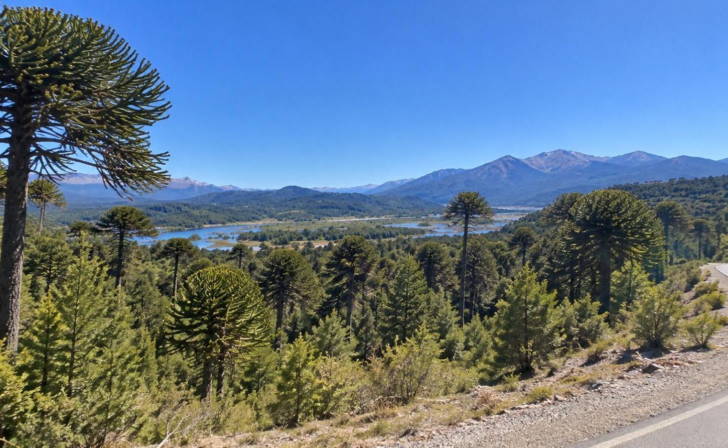 Foto de Terreno en Villa Pehuenia, imagen 2
