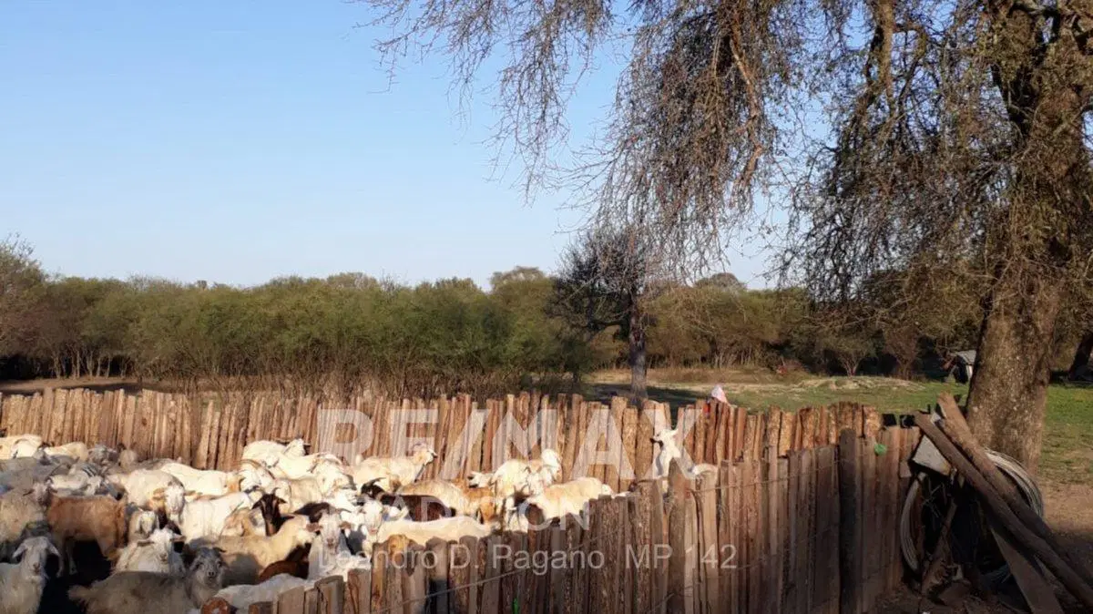 Campo Ganadero en Venta en Dpto Tapenaga 5