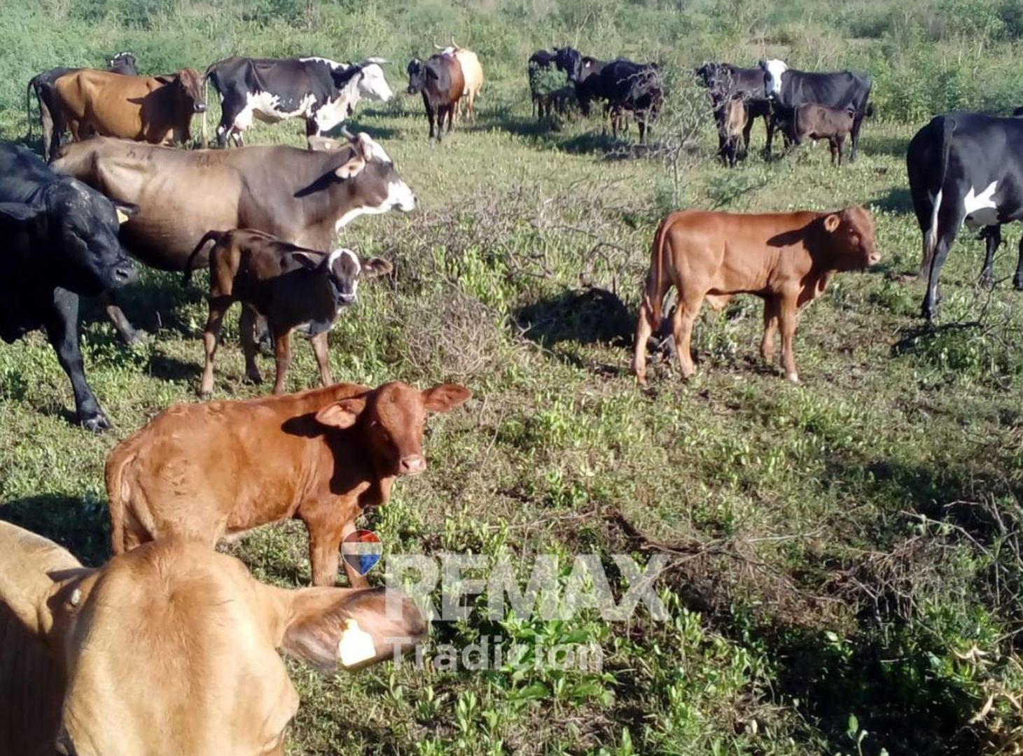 Foto de Campo en venta 315 has Pampa del Indio, imagen 5