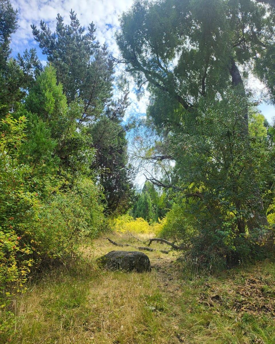 Campo de 64 Has con Praderas y Frutales en El Hoyo 2