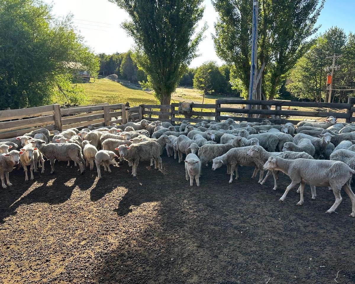 Foto de Chacra de 35ha en Epuyen, imagen 2
