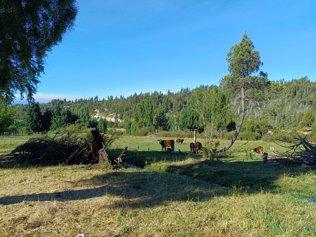 Chacra de 3,8 has en Trevelin