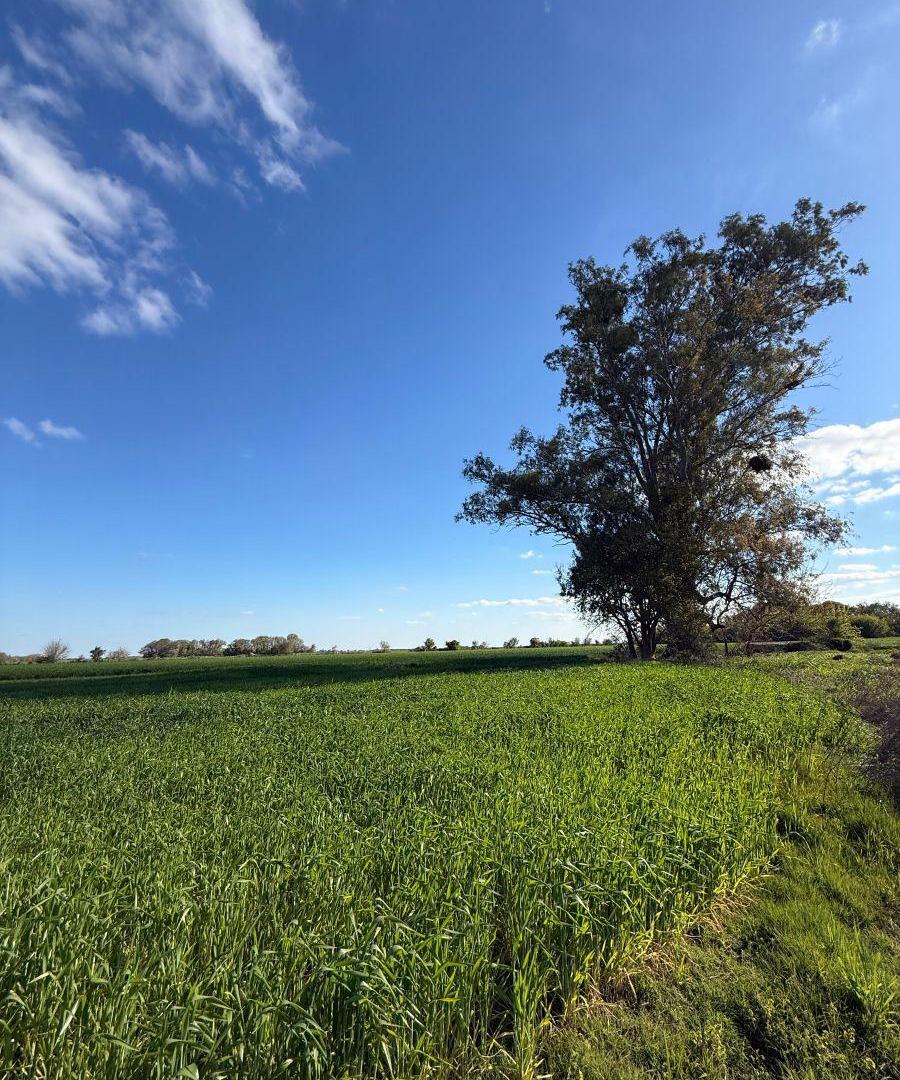 Foto de Campo de 10 ha en venta en Campo Andino, imagen 2
