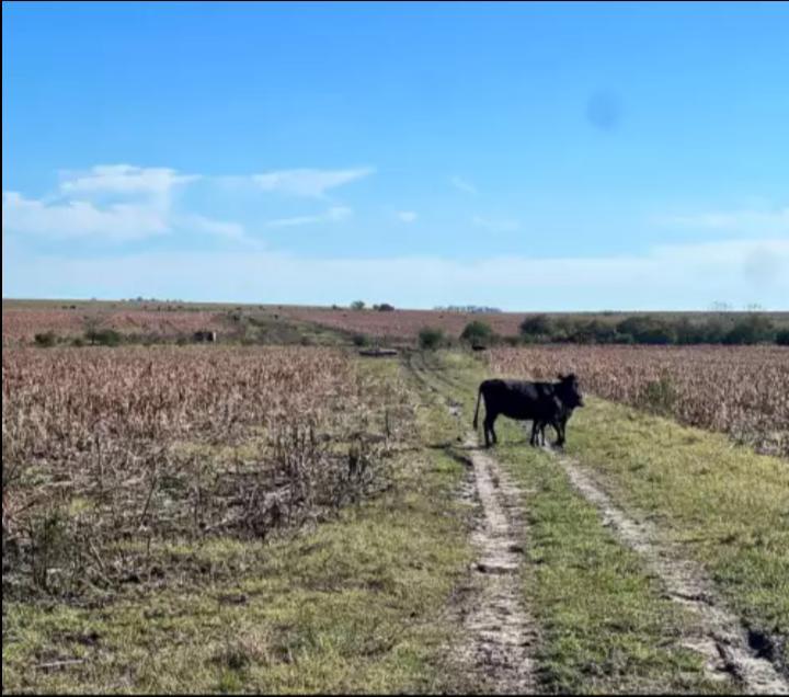 Campo en Concordia, Pcia de Entre Rios, Argentina 3