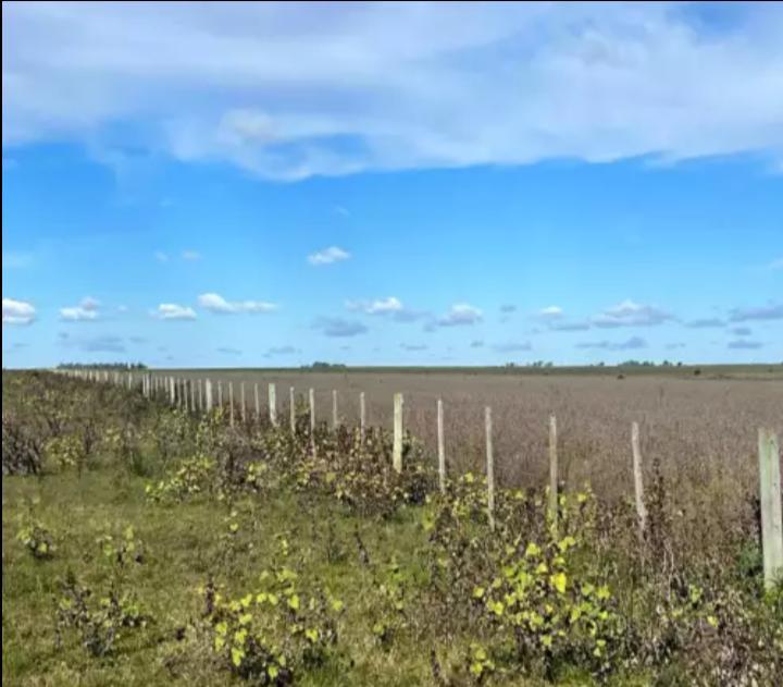 Campo en Concordia, Pcia de Entre Rios, Argentina 5