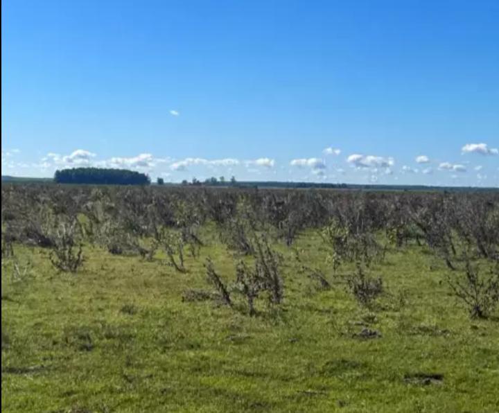 Campo en Concordia, Pcia de Entre Rios, Argentina 2