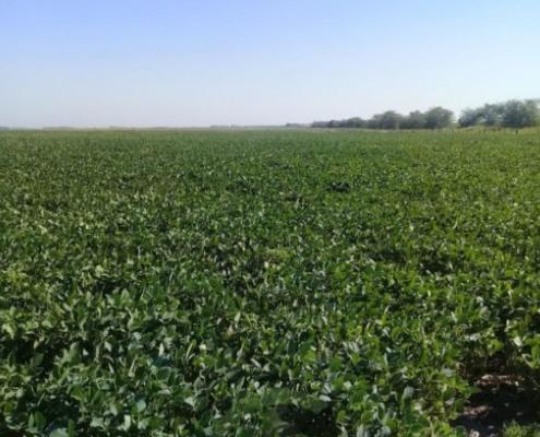 Campo 3570 Has Agricolas, Rio Cuarto, Pcia. Cordoba, Argentina 5