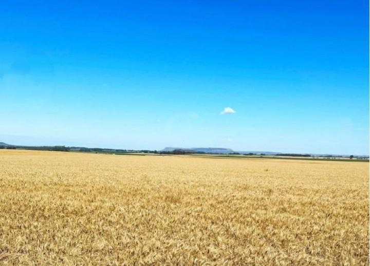 Campo 1970 Has Agricolas, Balcarce, Pcia. Buenos Aires, Argentina 5