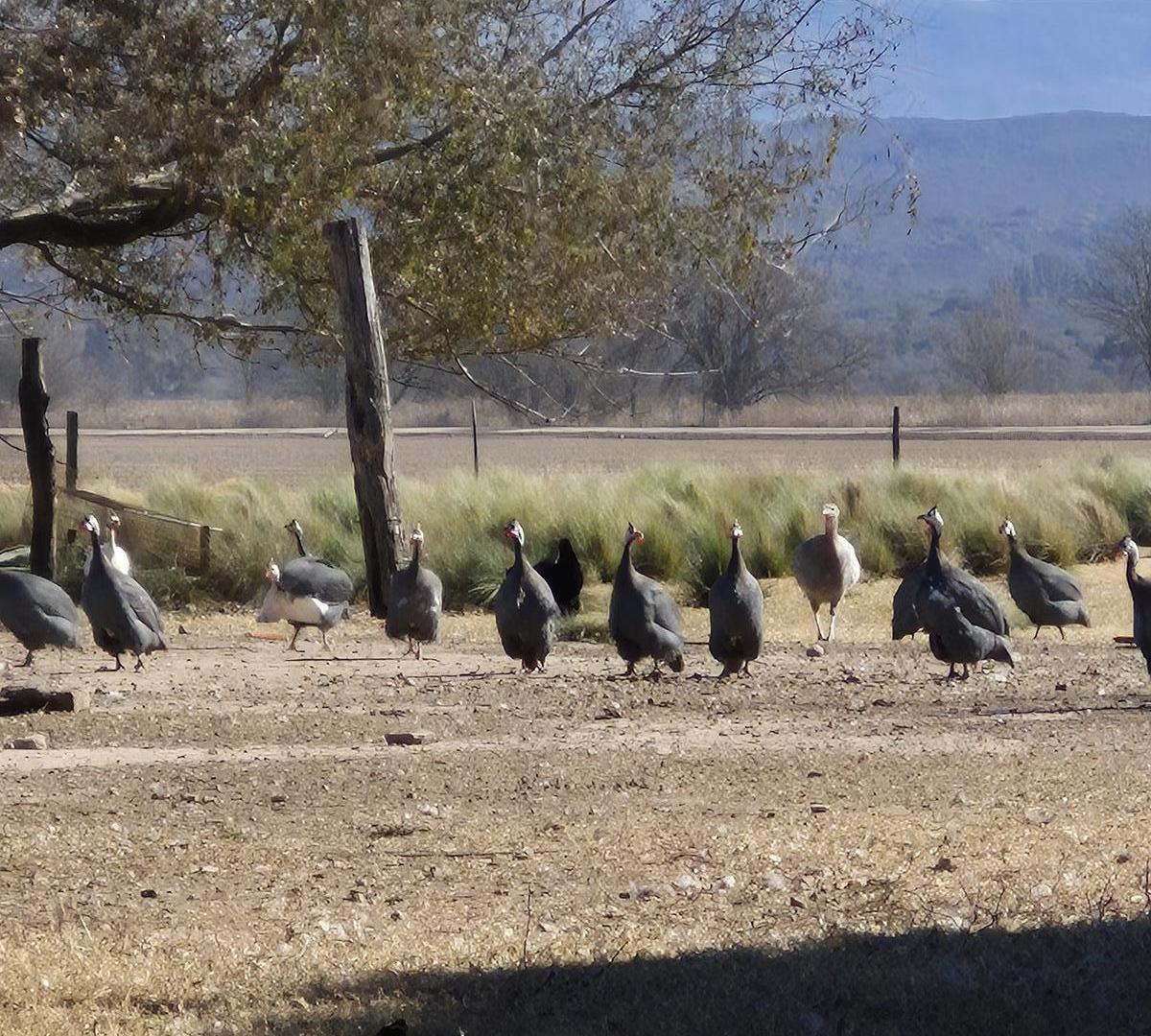 Foto de VENTA CAMPO DE 4 HECTAREAS PARA DESARROLLO O EXPLOTACION GANADERA - LOS, imagen 4