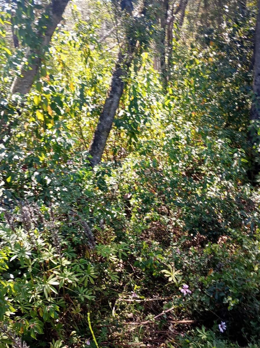 Foto de RIO MINERO – TRES CERROS – VILLA LA ANGOSTURA, imagen 3