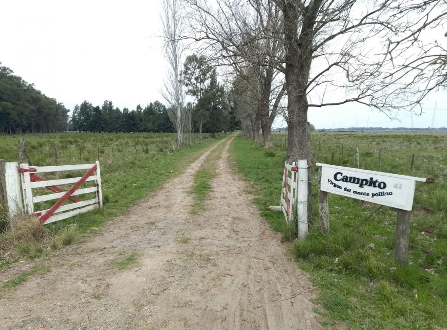 Foto de CAMPO 202 Ha VENTA EN RP6 Y R215 ABASTO LA PLATA, imagen 2