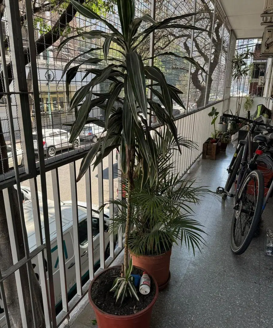 Departamento en  venta en Palermo Chico 3