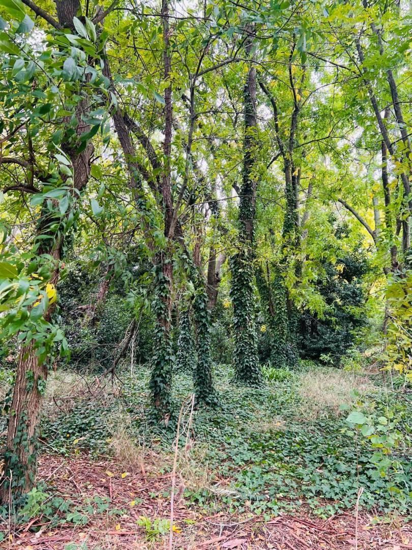 Foto de LOTE EN VENTA, imagen 1