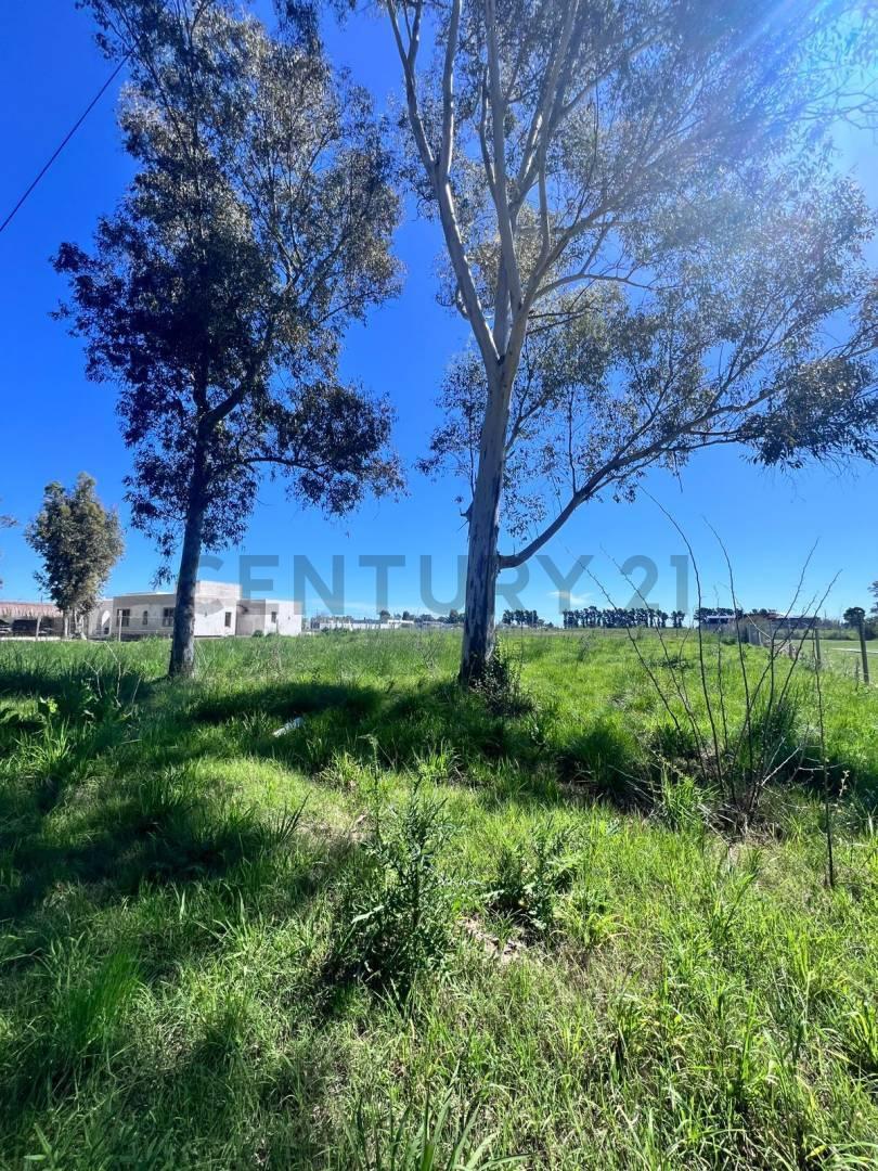 Foto de LOTE EN VENTA LA CAÑADA I - CITY BELL, LA PLATA, imagen 5