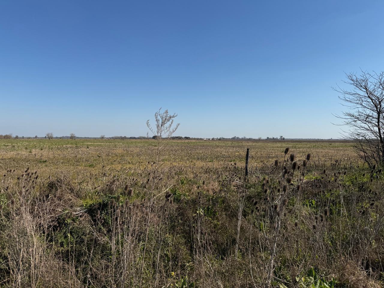 Foto de Campo en venta en ibarlucea, imagen 4