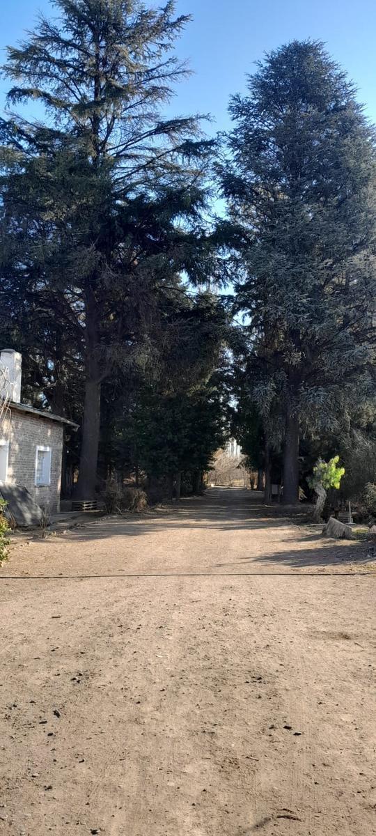 Chacra en Produccion en Venta, Allen, Patagonia Argentina 3