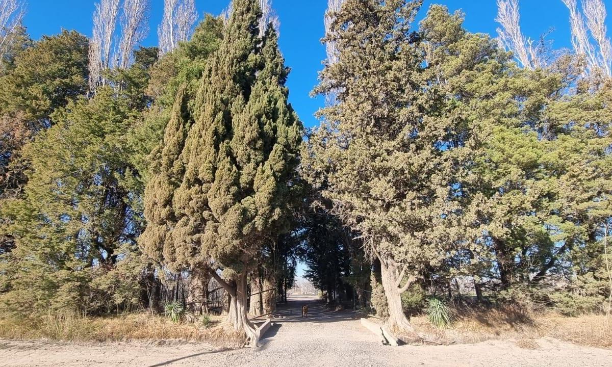 Chacra en Produccion en Venta, Allen, Patagonia Argentina 1