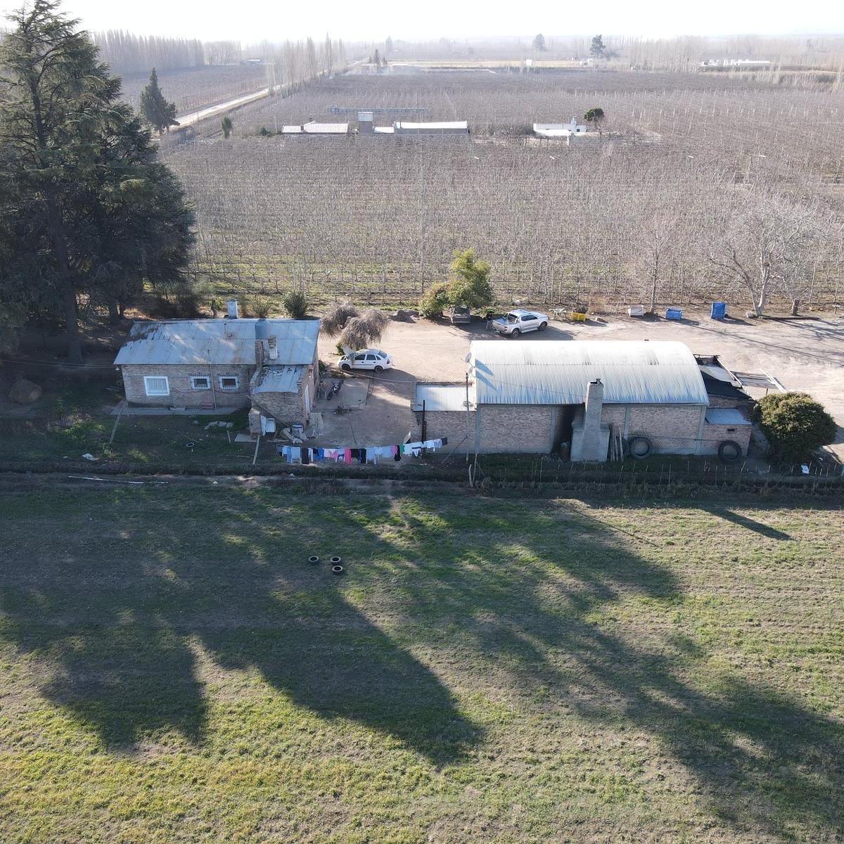 Chacra en Produccion en Venta, Allen, Patagonia Argentina 4