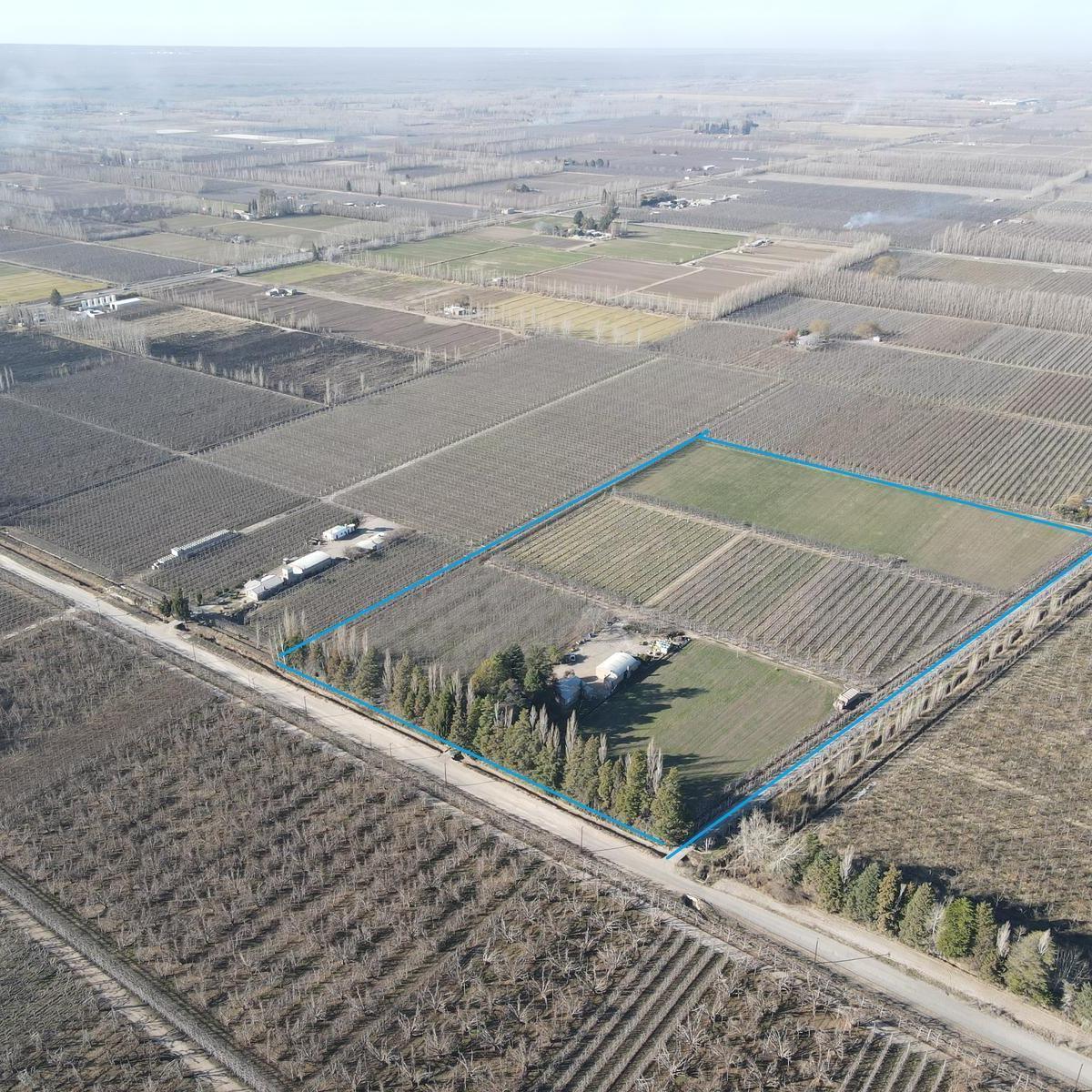 Chacra en Produccion en Venta, Allen, Patagonia Argentina 5