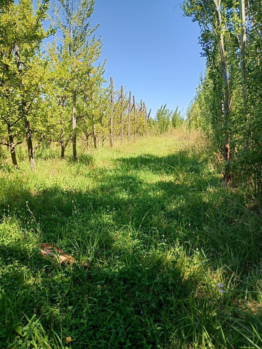 Venta Chacra en Villa Regina 2
