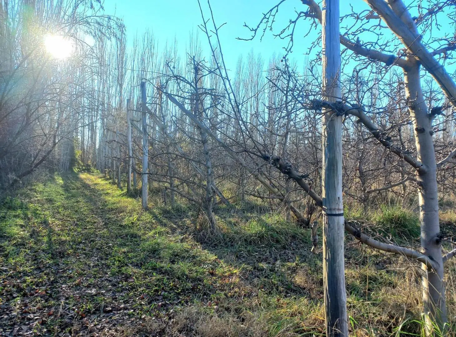 Chacra 1 Hectárea, a 1 km de ruta 7 2