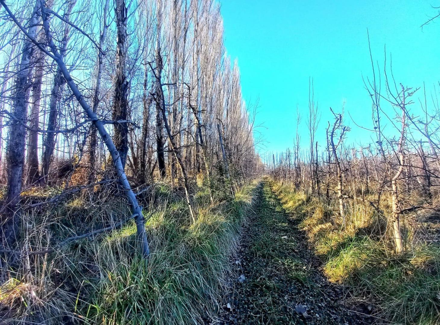 Foto de Chacra 1 Hectárea, a 1 km de ruta 7, imagen 5