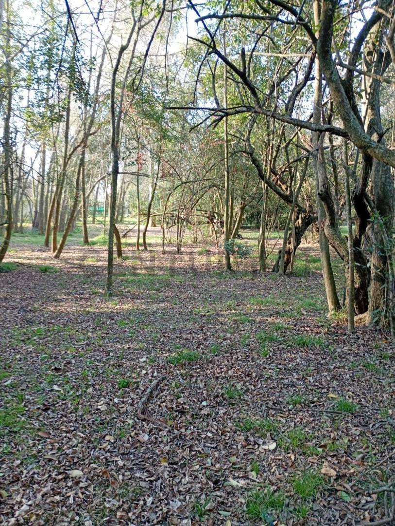 Foto de Venta de Lote en Villa Elisa, imagen 4