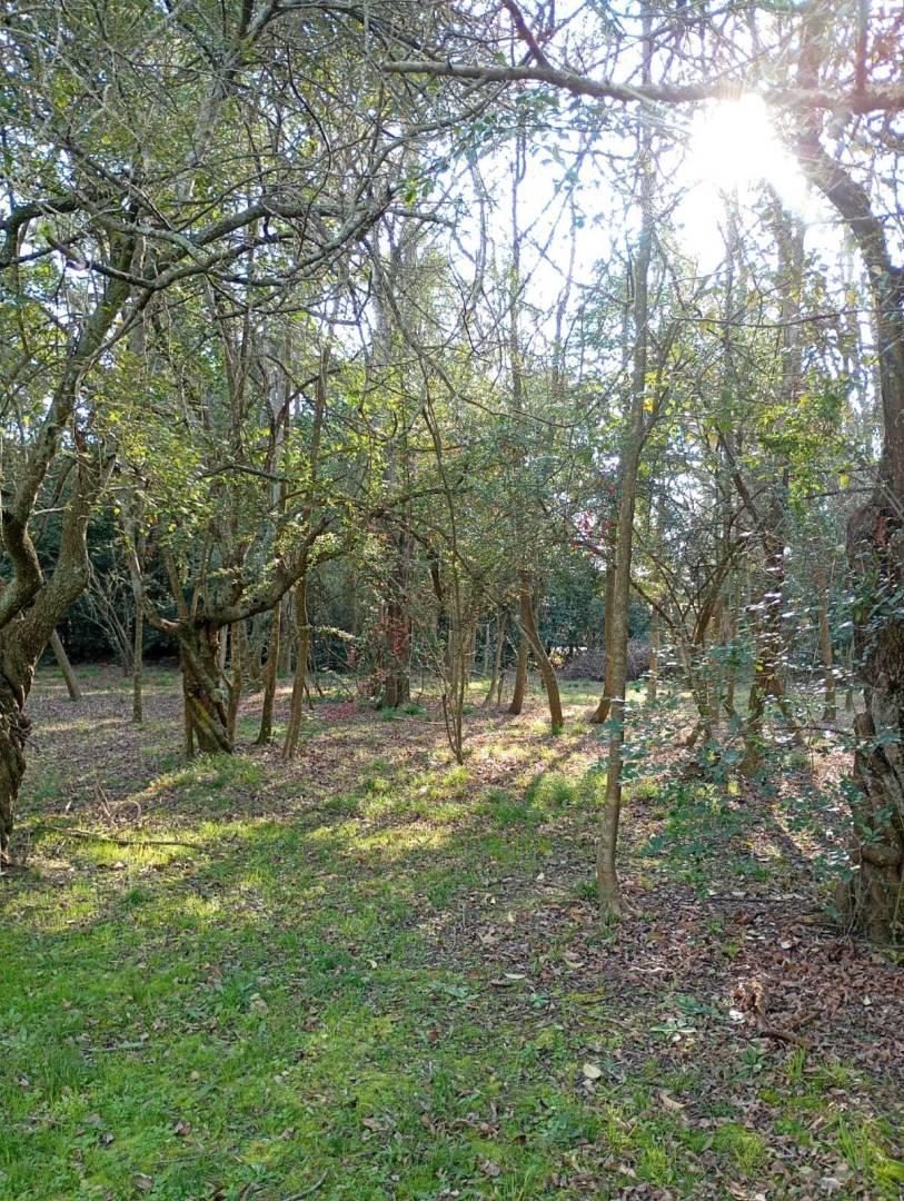 Foto de Venta de Lote en Villa Elisa, imagen 3