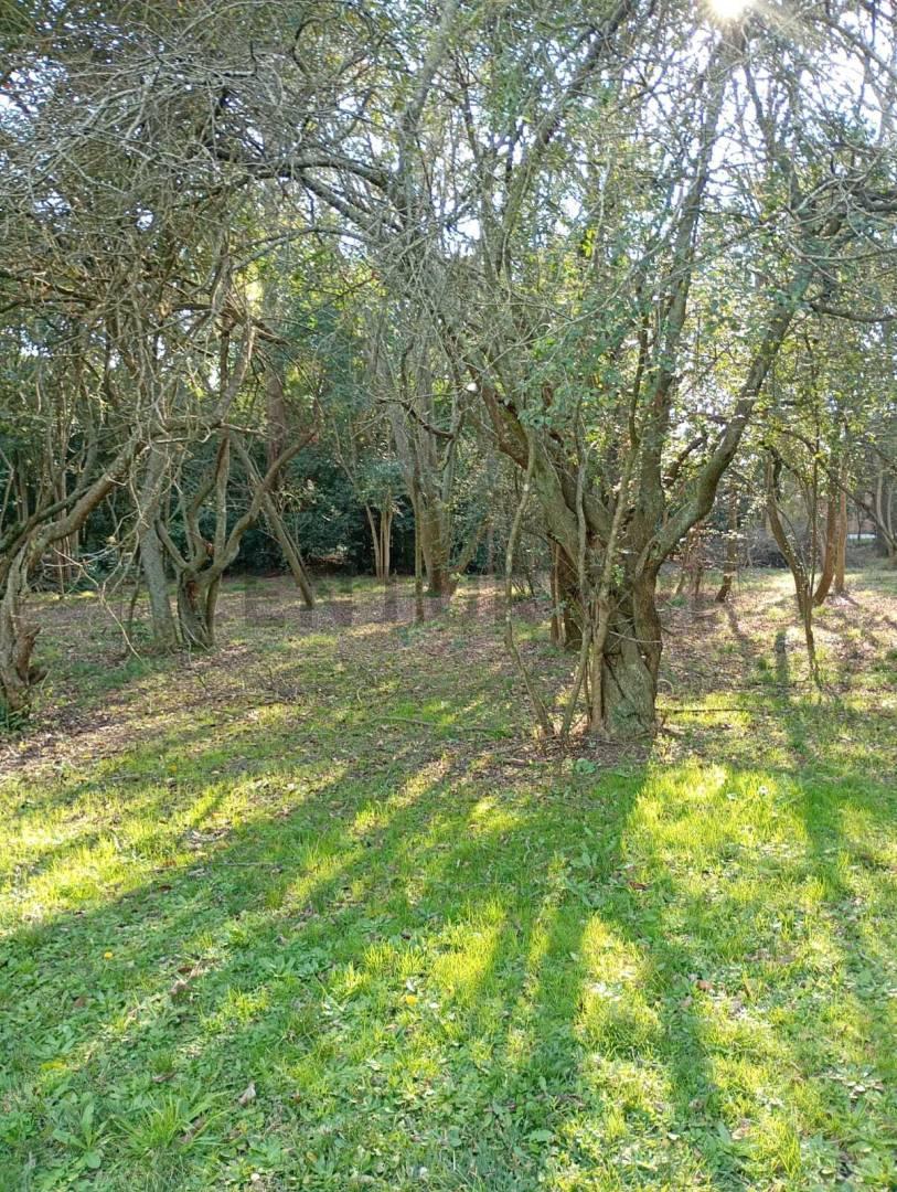 Foto de Venta de Lote en Villa Elisa, imagen 1