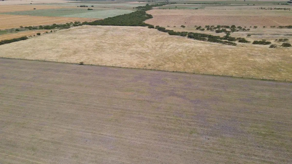 150 hectáreas agrícolas con todas las mejoras en Gualeguaychú. 4