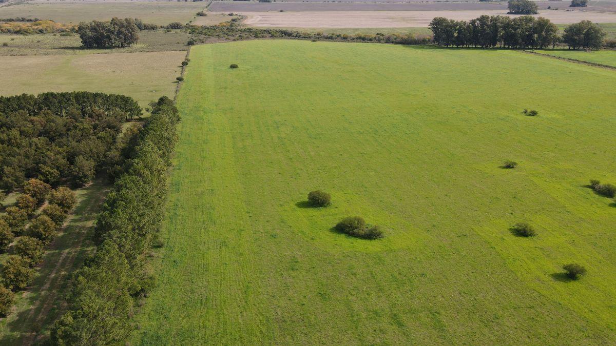 280 hectáreas agrícolas con todas las mejoras, Gualeguaychú.