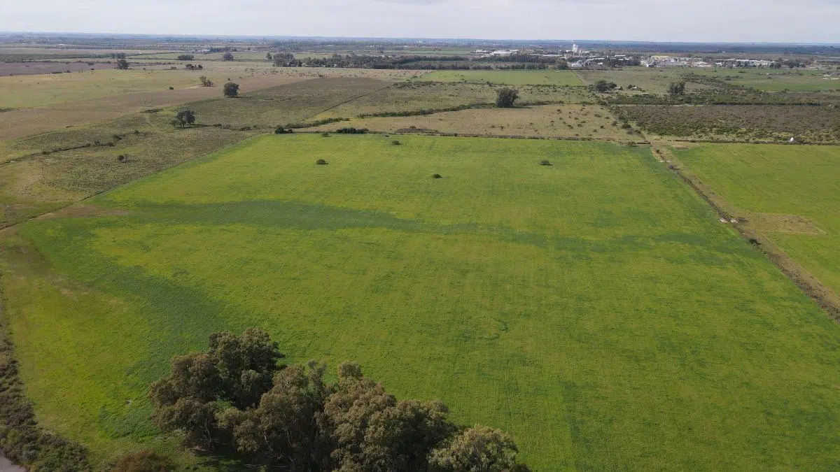 280 hectáreas agrícolas con todas las mejoras, Gualeguaychú. 4