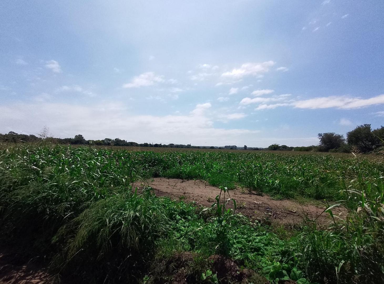 Foto de Campo de 6 has en venta en Colonia Caroya, imagen 1