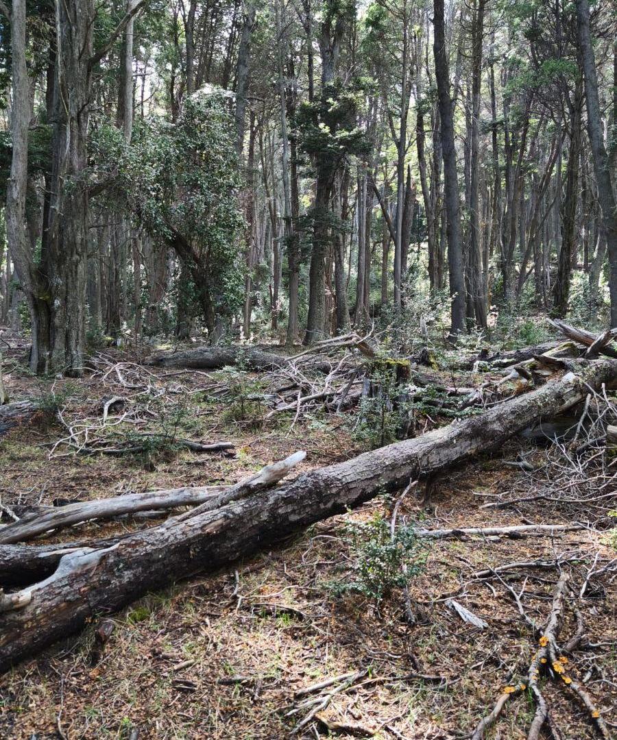 Foto de Lote de 70 Hectáreas en Villa La Angostura, (Brazo Huemul)., imagen 2