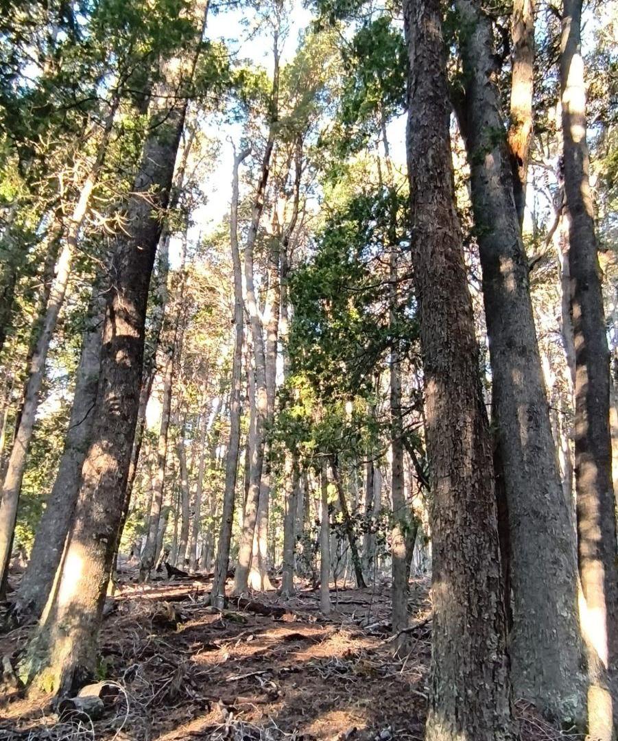 Foto de Lote de 70 Hectáreas en Villa La Angostura, (Brazo Huemul)., imagen 1